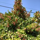 꽃, 이어라 이미지