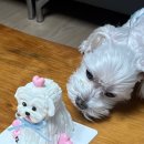 댕수무강 이미지