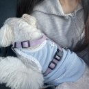 어라운드 퍼피 이미지