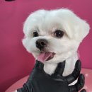 헤이라딘 이미지