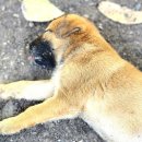 마음가득동물병원 이미지