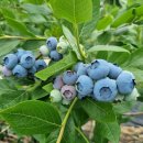 쌍치블루베리 이미지