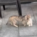 도도 동물병원 이미지