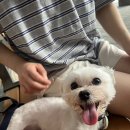 여름이 두 번째 반려일기 🩵 이미지