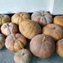 호박마트 이미지