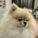 한양한방동물병원 이미지