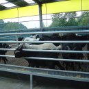 양축농장 이미지