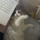 대교기사부페 이미지