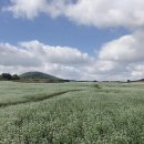 성읍2리마을회관 이미지