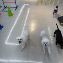 하랑유치원 | [대구 애견호텔] 오랜만에 호텔링으로 반가운 하랑이 | 2026.07.21안녕하세요. 더개편한세상입니다.🐶🏡
