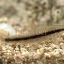 진동 계곡 민박 이미지