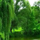 반성시장 이미지