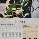 구피애견 네이버블로그