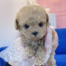 내품안의반려견광명점 이미지