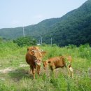 대사로(길안면) 이미지