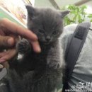 강아지와 고양이 이미지