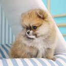 도그마루 강아지 고양이 천안아산점 이미지