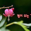 봄이오는길목 Daum카페