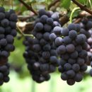 이규호농장 이미지