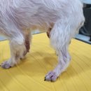 나나펫살롱 이미지