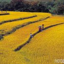 신토불이 이미지