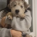 덴탈프랜즈 주식회사 | 강아지 용품 구입_온라인 쇼핑