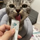 고양이병원 소설 이미지