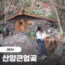 준179 | 제주 서쪽 인생샷 명소 산양큰엉곶 곶자왈 내돈내산 방문후기