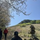 대금산진달래길(등산) | [거제/장목]진달래 명소 대금산 등산후기(반깨고개...시간/진달래 개화 상황/거제대금산코스/거제벚꽃...