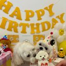 38도씨 | 38도씨애견유치원에서 생일파티 했어용~! 부산애견유치원 다니면서 이런 추억까지 남길 줄이야