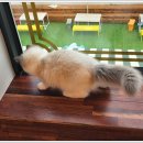 아이조아 캣파크 서울점 이미지