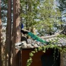 가평여행 | 가평 남이섬 4월 여행 후기 | 배 시간, 즐길거리까지 총정리