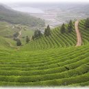 고향산천 Daum카페