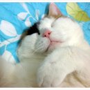 꿈나라 - 성남시 중원구 산성대로 526 | 꿈나라