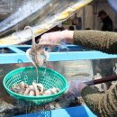 자연알로(서천) | 서천 동백 쭈꾸미 축제 2026 완벽 정리 | 일정·먹거리·꿀팁까지 한눈에