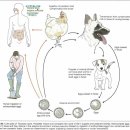 LARVA STAGE 이미지