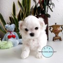 퍼피클럽 이미지