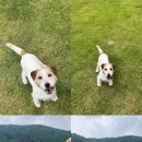 돌담펫호텔 이미지