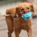 반려견 이미지