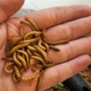 애니멀리움 이미지