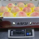내일발송 마지막 워싱턴체리!! 무른백도 그레이트 판매합니다. 이미지
