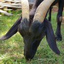 풀먹는흑염소목장 이미지