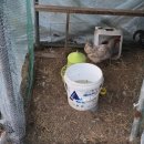 수림밸리펜션 이미지