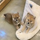 시바스럽 이미지