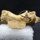 (주)다우진유전자연구소 이미지