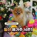 주식회사 콩스튜디오코리아 | 2026 케이 펫페어 메가주 일산 시즌1