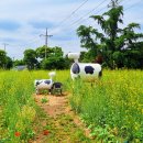 초정목장 이미지