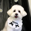 고려 애견 미용실 이미지