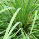 레몬그라스 이미지