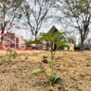 강일 농장 이미지